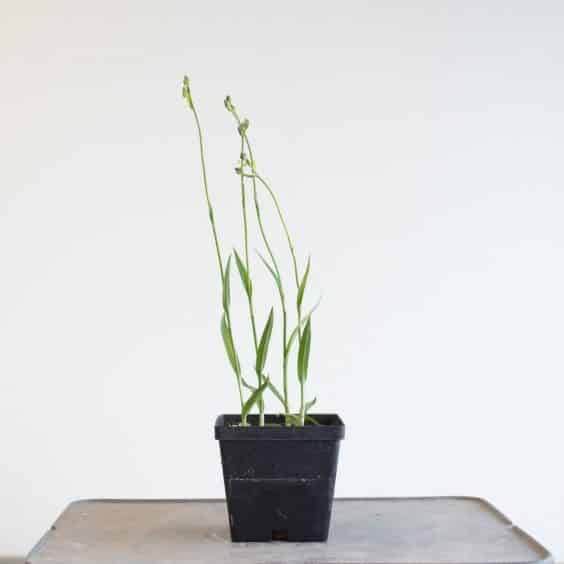 种植在腐烂的花岗岩中