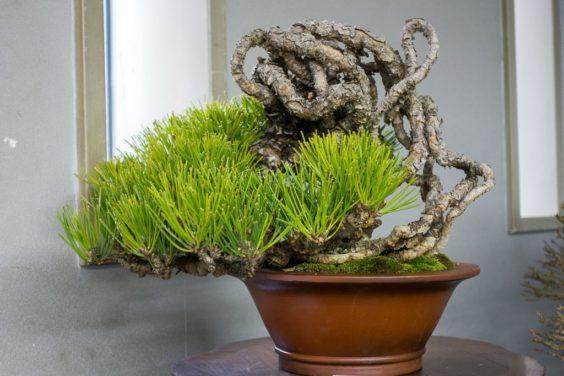 暴露的根黑松盆景#1