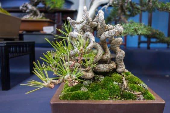 金州盆景联合会上关于露根黑松盆景的研讨会