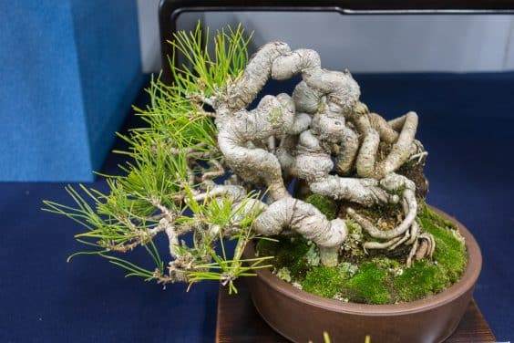 金州盆景联合会上关于露根黑松盆景的研讨会