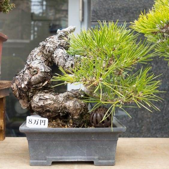 金州盆景联合会上关于露根黑松盆景的研讨会