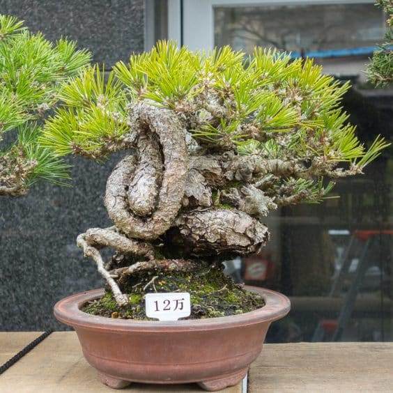 金州盆景联合会上关于露根黑松盆景的研讨会