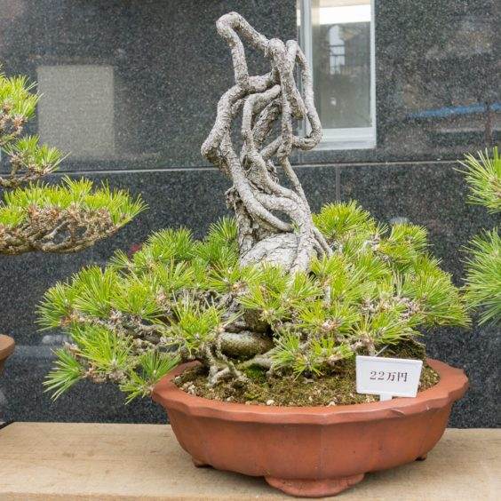 金州盆景联合会上关于露根黑松盆景的研讨会