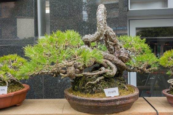 金州盆景联合会上关于露根黑松盆景的研讨会