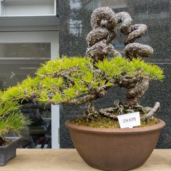 金州盆景联合会上关于露根黑松盆景的研讨会