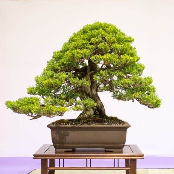 红木帝国第33届年度盆景展览