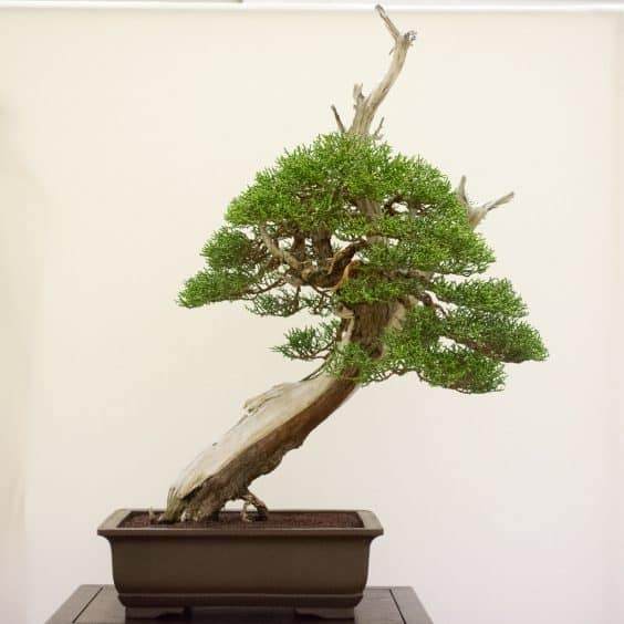 红木帝国第33届年度盆景展览