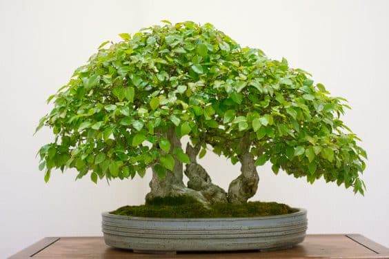 红木帝国第33届年度盆景展览