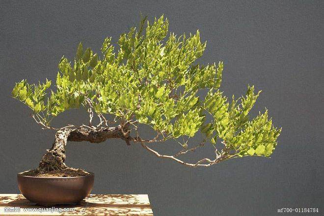 Ebihara非常友好地谈论了开发落叶盆景的过程