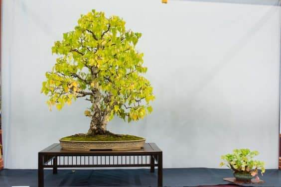 最好的落叶盆景 - 欧洲白桦