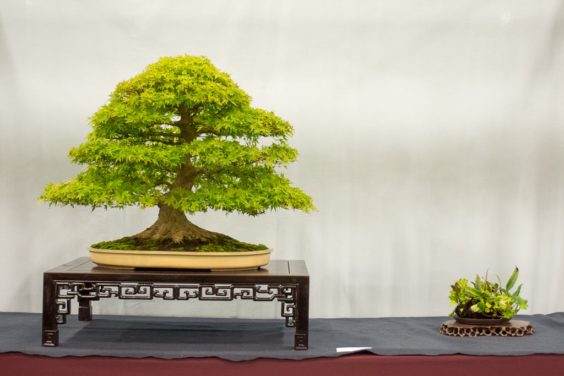 在第五届全国盆景展上落叶盆景和创意展示