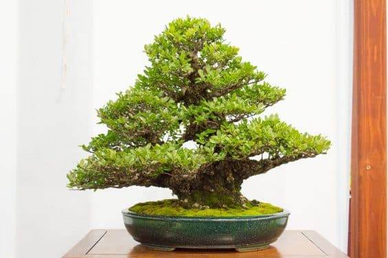 在第五届全国盆景展上落叶盆景和创意展示