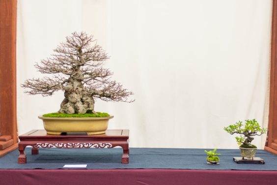 在第五届全国盆景展上落叶盆景和创意展示