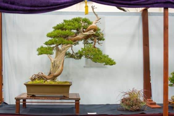 来自第五届美国全国盆景展的亮点