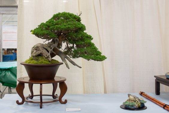 来自第五届美国全国盆景展的亮点