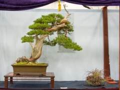 来自第五届美国全国盆景展的亮点