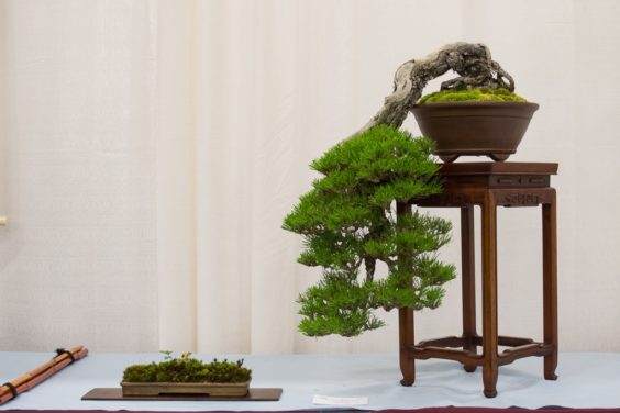 来自第五届美国全国盆景展的亮点