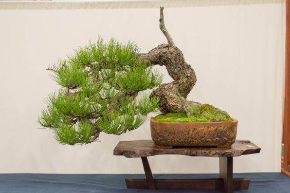 来自第五届美国全国盆景展的亮点