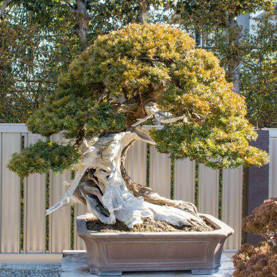 木村花园里的红豆杉和落叶盆景