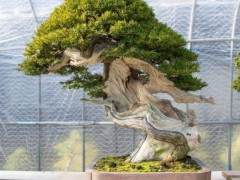 木村花园里的红豆杉和落叶盆景