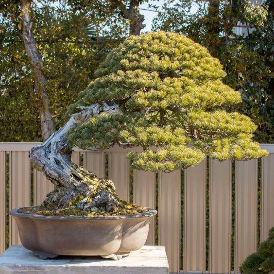 日本京都举办2015泰康十盆景展会