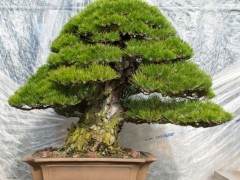 日本京都举办2015泰康十盆景展会