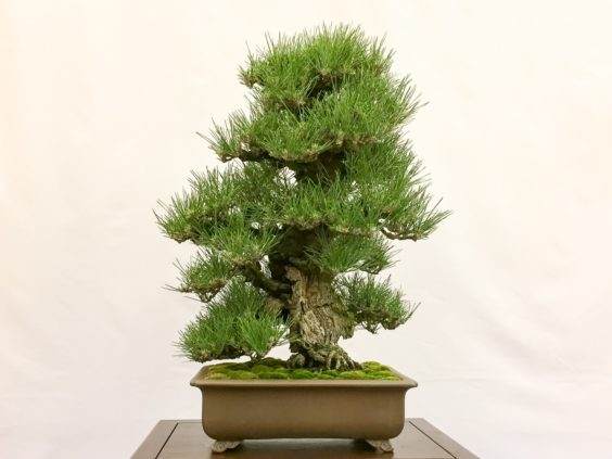 东湾盆景协会第55届年度展会