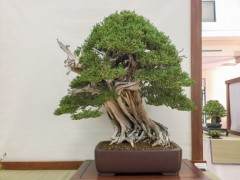 绿色盆景俱乐部的第55届年度秀