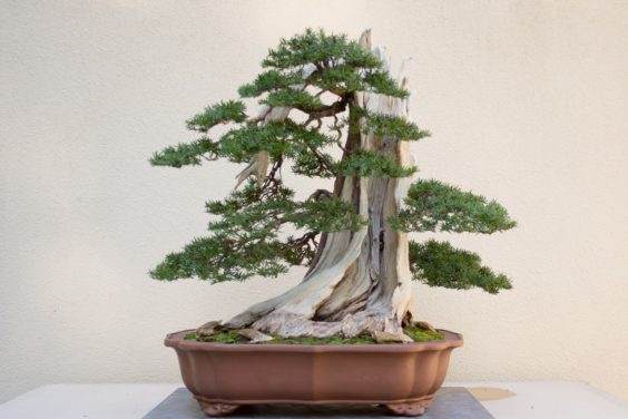 初秋时参观太平洋盆景博物馆