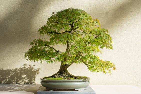 初秋时参观太平洋盆景博物馆