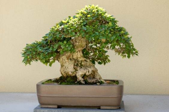 初秋时参观太平洋盆景博物馆