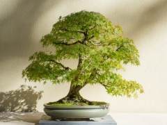 初秋时参观太平洋盆景博物馆