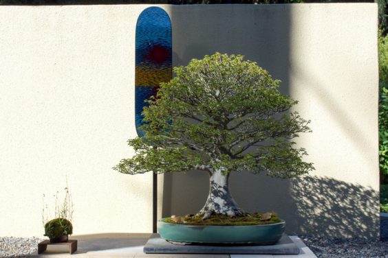 在太平洋盆景博物馆展出盆景