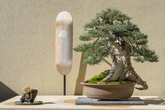 在太平洋盆景博物馆展出盆景