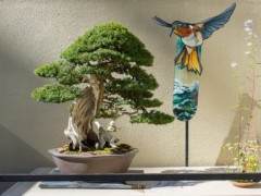 在太平洋盆景博物馆展出盆景