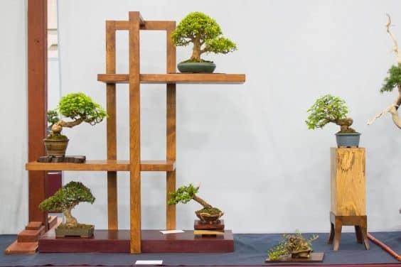 小品盆景以强烈的正交线显示