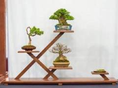 小品盆景在第五届美国国家展览中展出