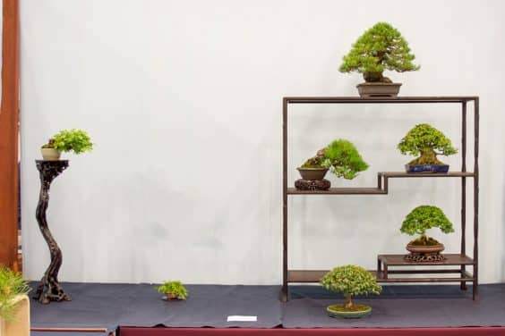 小品盆景在第五届美国国家展览中展出