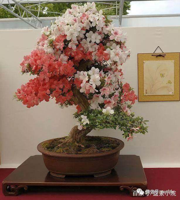 夏鹃盆景的修剪方法以及注意事项