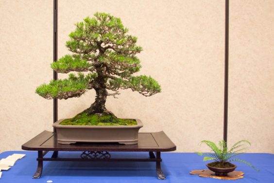 2016年太平洋西北部盆景俱乐部在大会上展出