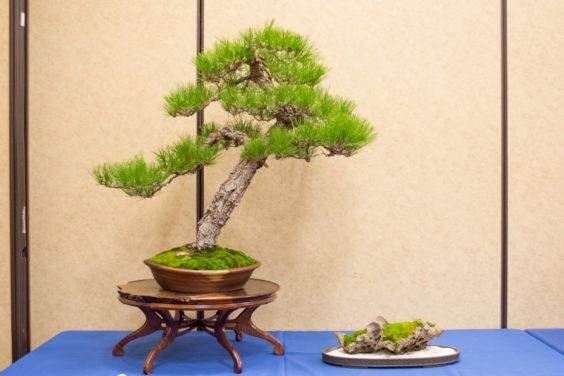 2016年太平洋西北部盆景俱乐部在大会上展出