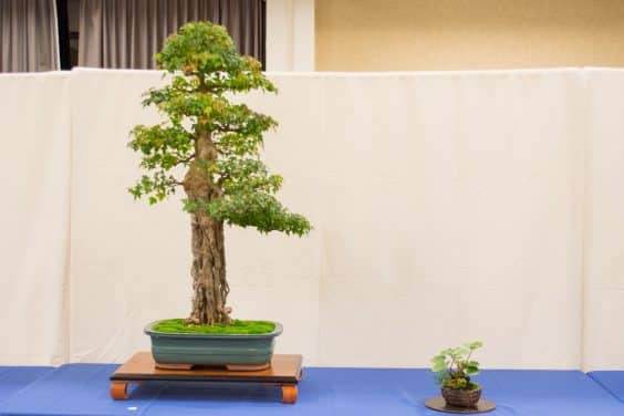 2016年太平洋西北部盆景俱乐部在大会上展出