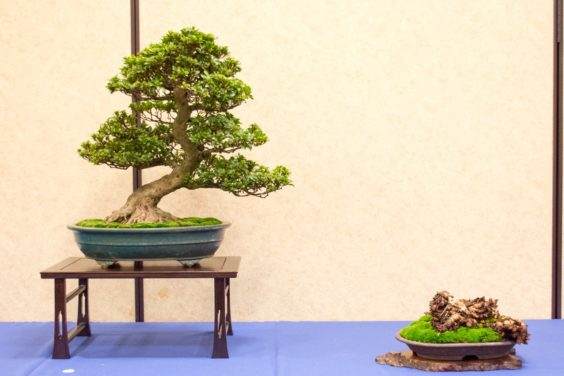 2016年太平洋西北部盆景俱乐部在大会上展出