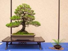 2016年太平洋西北部盆景俱乐部在大会上展出