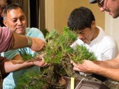 2016年太平洋西北部盆景俱乐部协会公约的重点