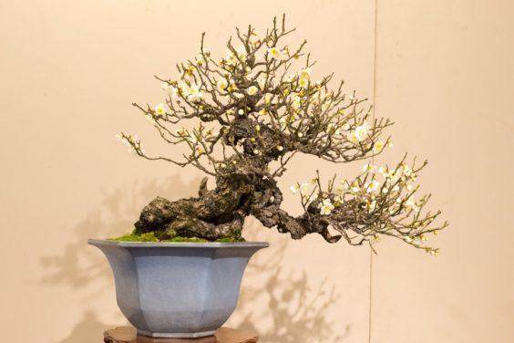 日本杏花盆景在东京上野公园展出