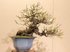 日本杏花盆景在东京上野公园展出