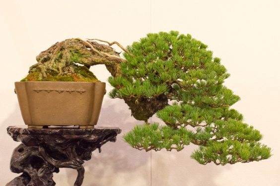 白松盆景出现在今年2月的东京盆景展上