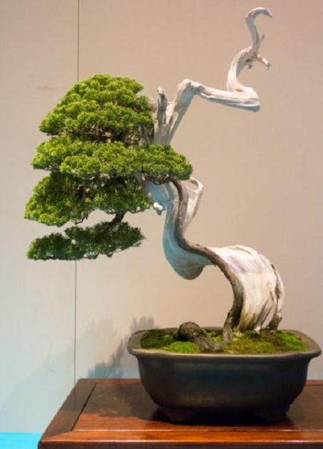 我将分享东京2016年国府展览的一些盆景