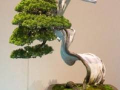 我将分享东京2016年国府展览的一些盆景